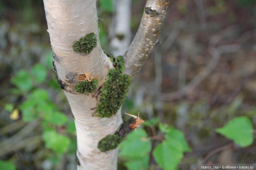 Как мы с Эмми в поход ходили