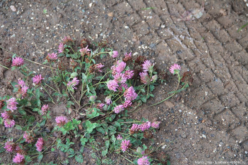 Как мы с Эмми в поход ходили