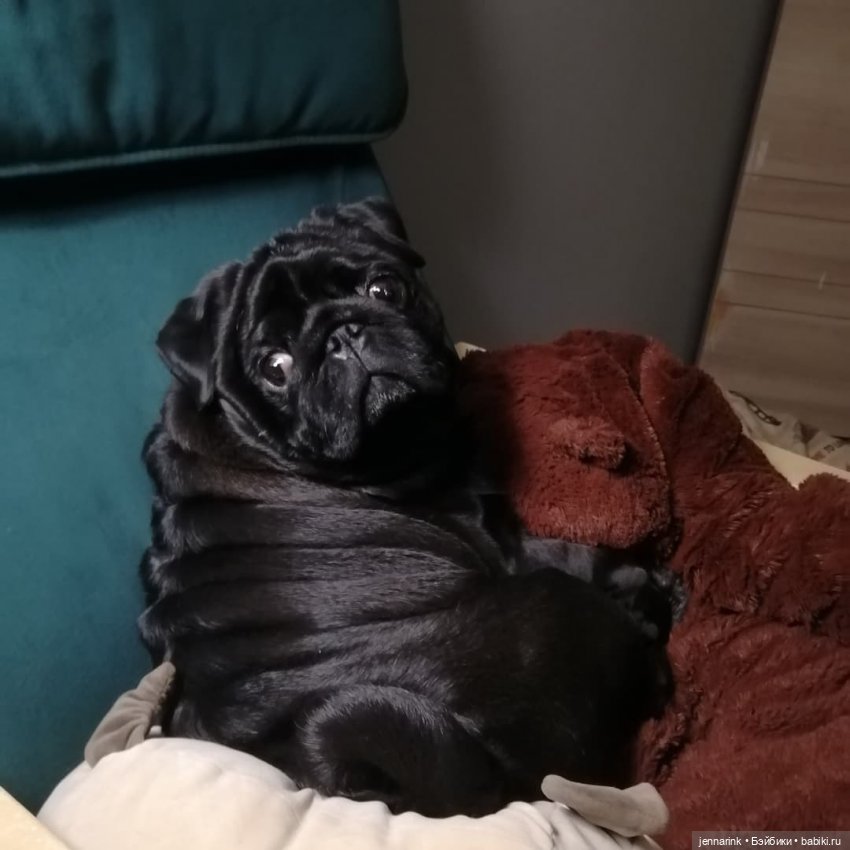 Мой плюшевый собак-медведь (фото 2)