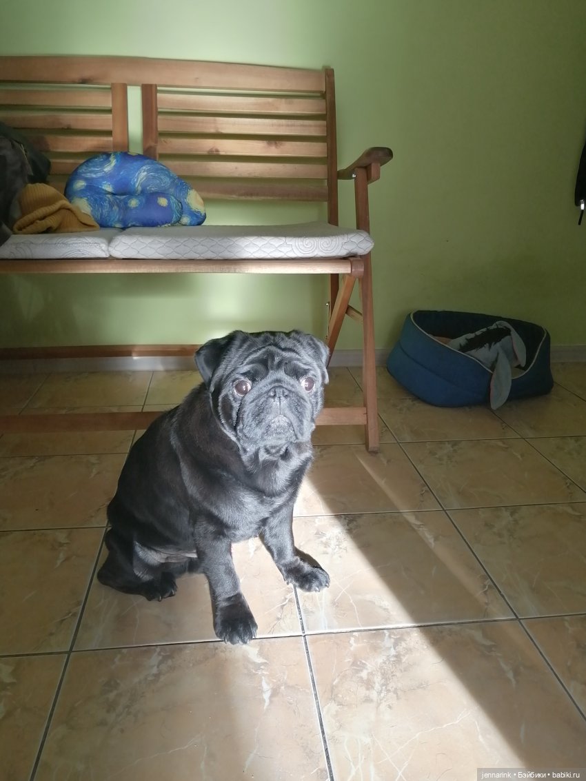 Мой плюшевый собак-медведь (фото 3)