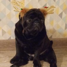 Мой плюшевый собак-медведь