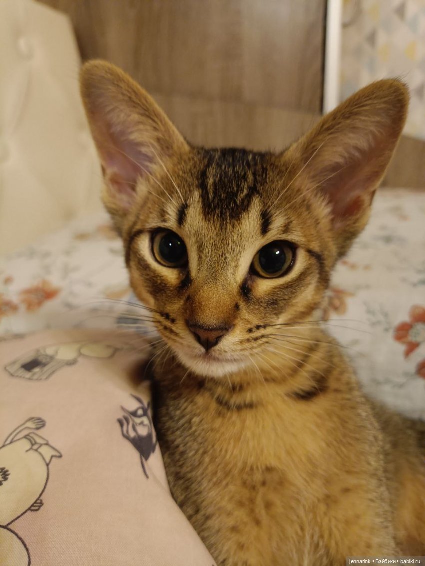 Как кот с собаками — В мире животных: смешные фото питомцев и зверей (фото 2)