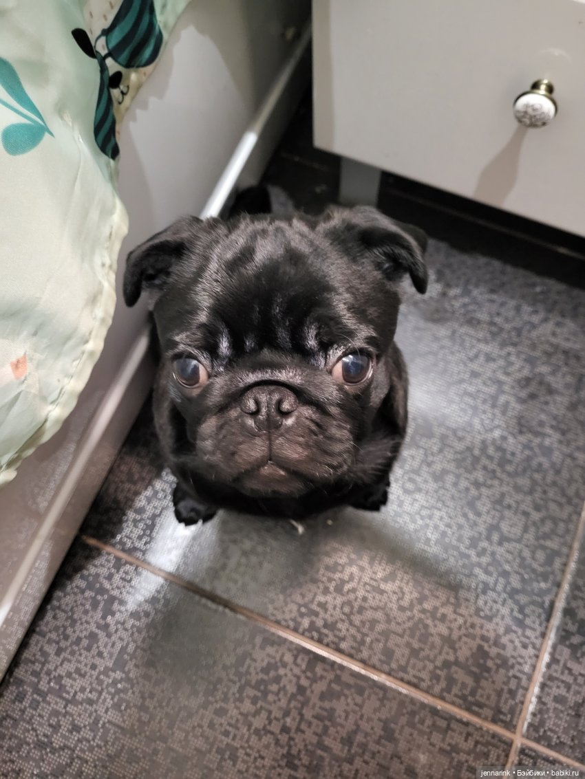 Как кот с собаками — В мире животных: смешные фото питомцев и зверей