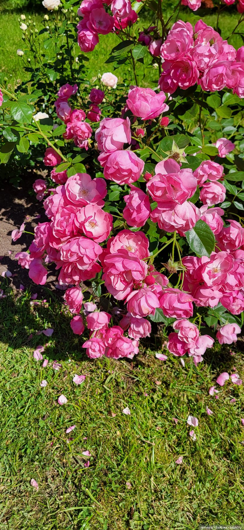 Фестиваль цветов «Императорский букет баснописцу» в Павловске