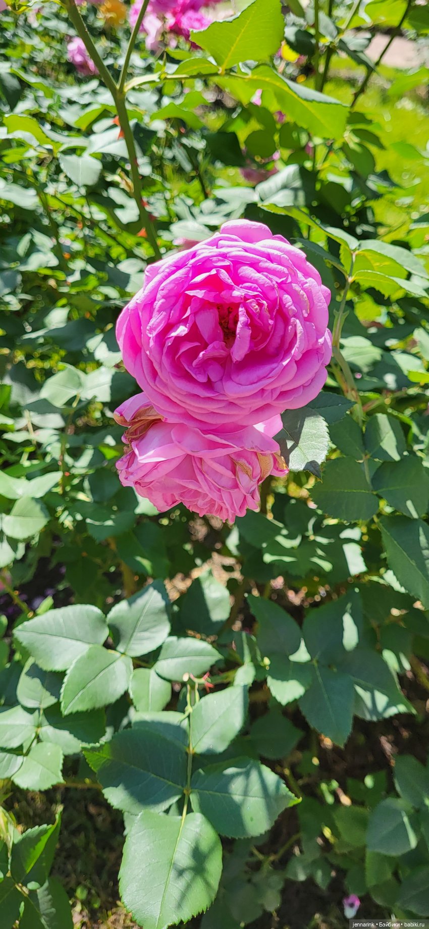 Фестиваль цветов «Императорский букет баснописцу» в Павловске