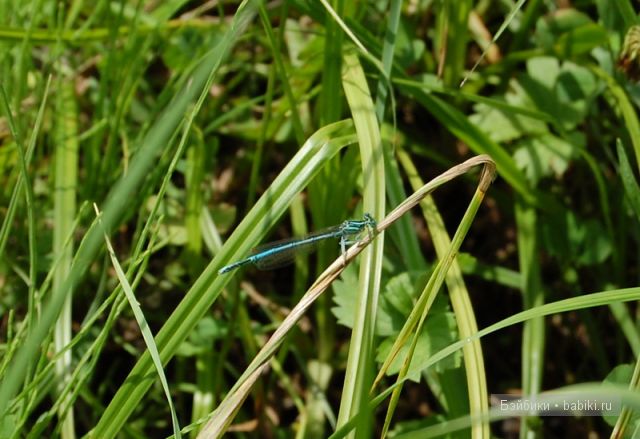 Ева от Sieglinde Frieske, коллекционные куклы, Zapf Collection