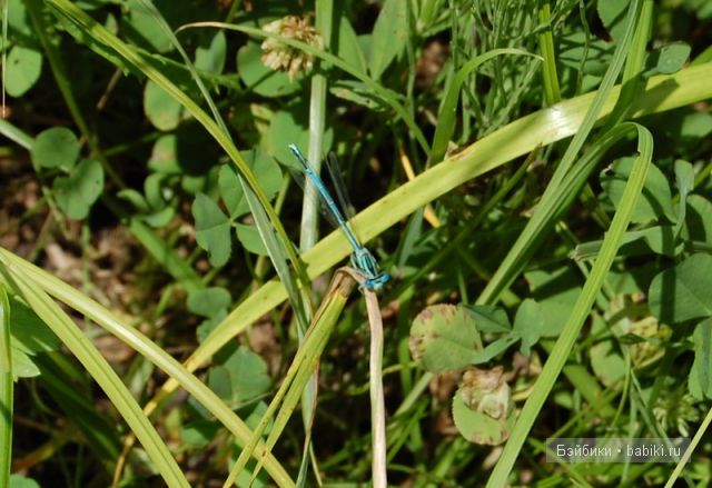 Ева от Sieglinde Frieske, коллекционные куклы, Zapf Collection