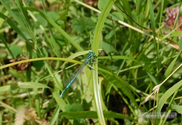 Ева от Sieglinde Frieske, коллекционные куклы, Zapf Collection