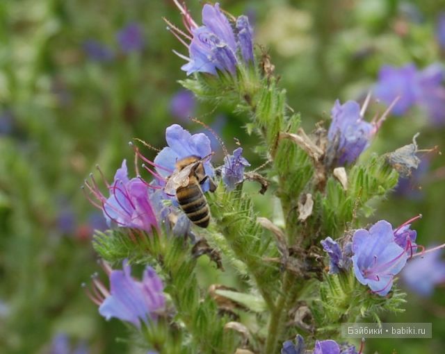 Bettina Feigenspan-Hirsch / Zapf   Ольга