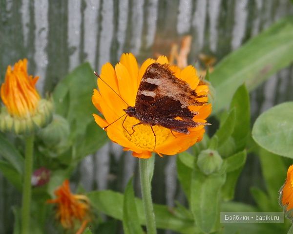 Bettina Feigenspan-Hirsch / Zapf   Ольга