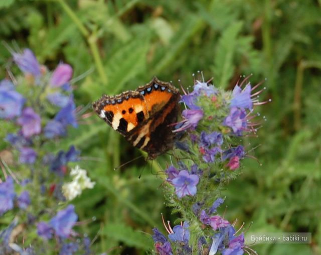Bettina Feigenspan-Hirsch / Zapf   Ольга