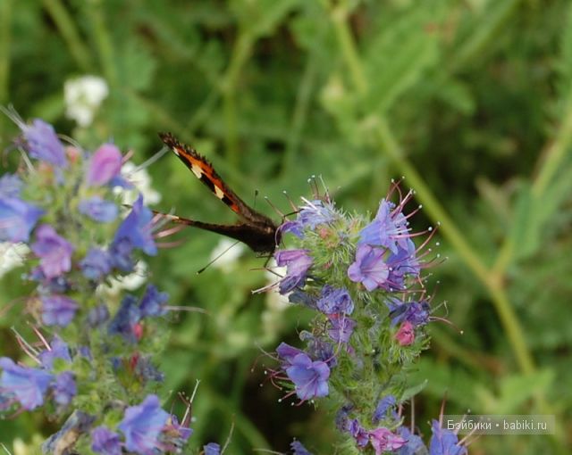 Bettina Feigenspan-Hirsch / Zapf   Ольга