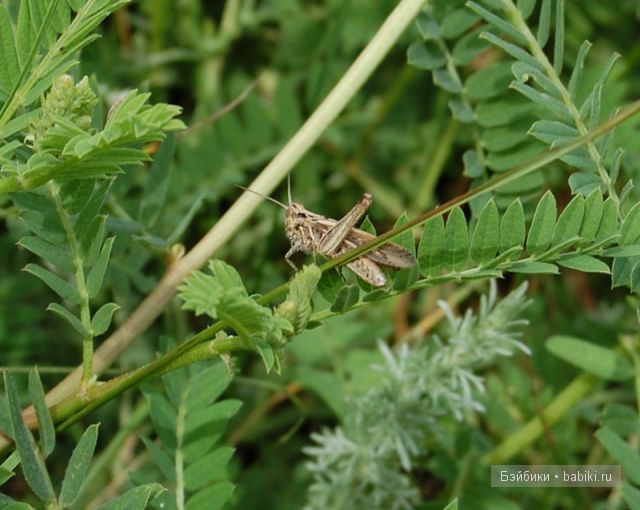 Bettina Feigenspan-Hirsch / Zapf   Ольга