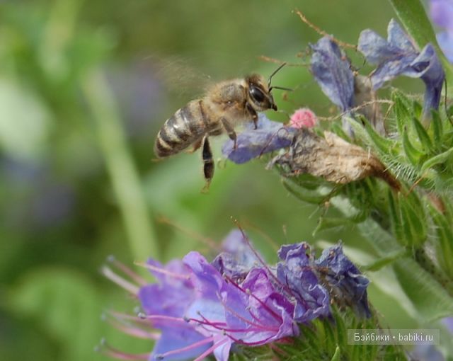 Bettina Feigenspan-Hirsch / Zapf   Ольга