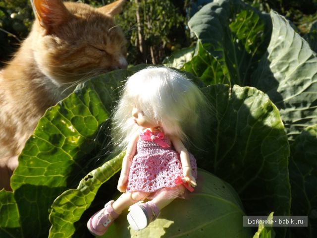 БЖД пукифи. БЖД пукифи.