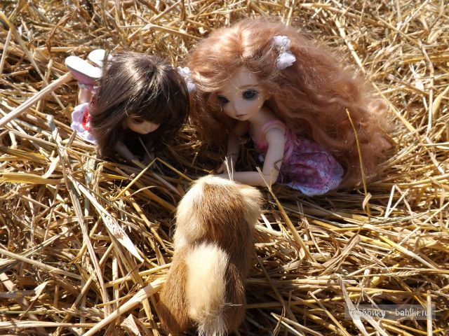 БЖД пукифи. БЖД пукифи.