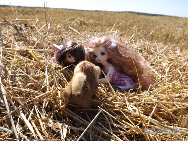 БЖД пукифи. БЖД пукифи.