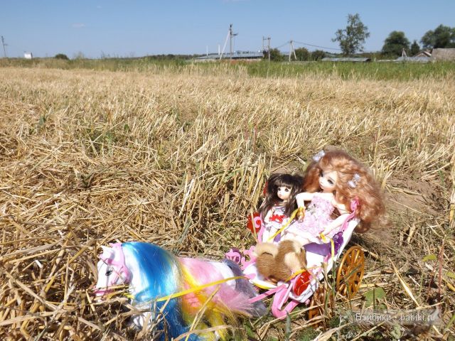 БЖД пукифи. БЖД пукифи.