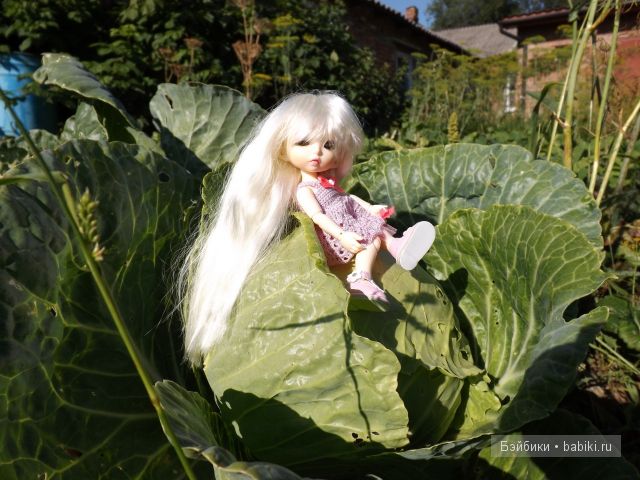 БЖД пукифи. БЖД пукифи.