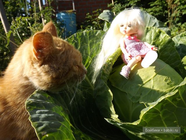 БЖД пукифи. БЖД пукифи.