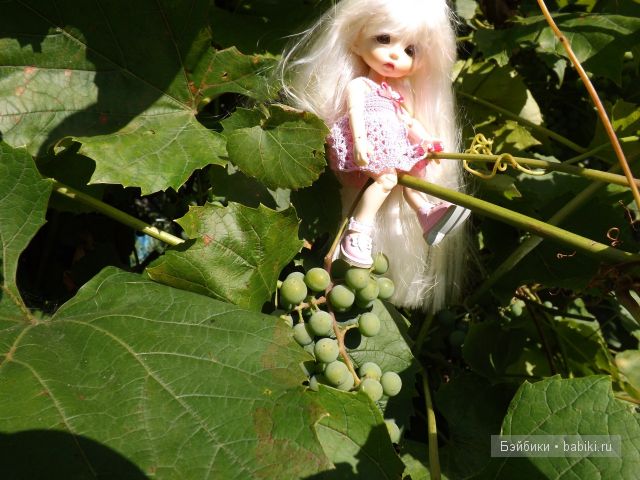 БЖД пукифи. БЖД пукифи.