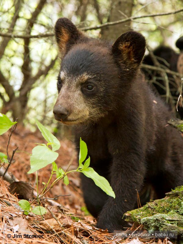 Мишки тедди — Авторские мишки Тедди и друзья: фото (фото 5)