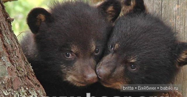 Мишки тедди — Авторские мишки Тедди и друзья: фото (фото 8)