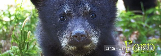 Мишки тедди — Авторские мишки Тедди и друзья: фото (фото 9)