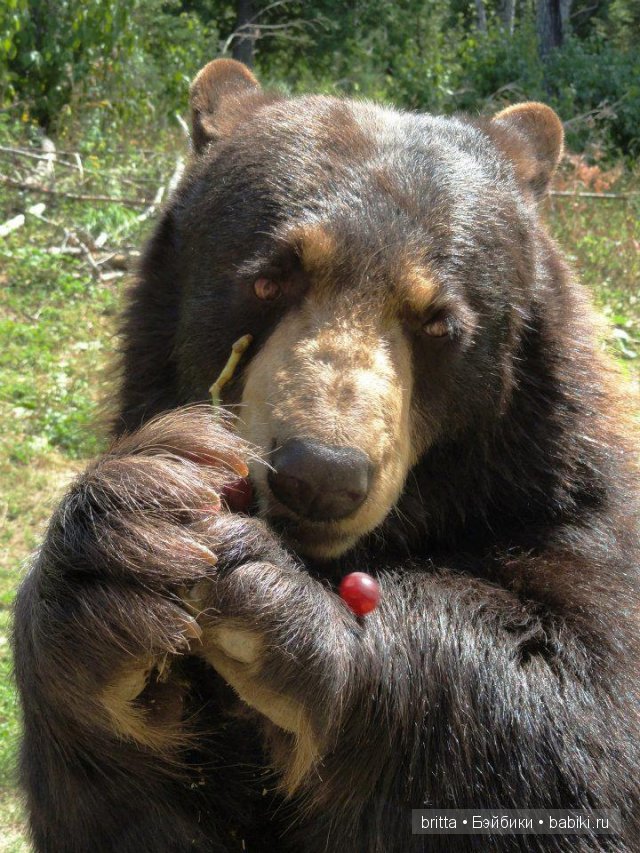 Мишки тедди — Авторские мишки Тедди и друзья: фото (фото 6)