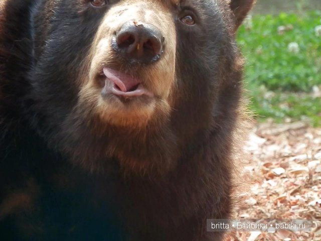 Мишки тедди — Авторские мишки Тедди и друзья: фото (фото 4)