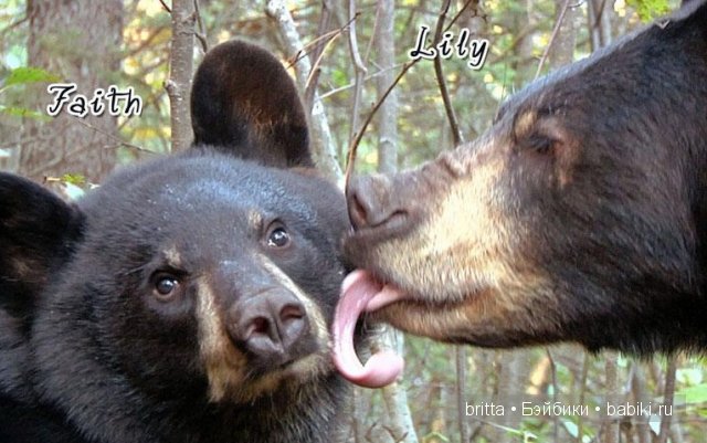 Мишки тедди — Авторские мишки Тедди и друзья: фото (фото 10)