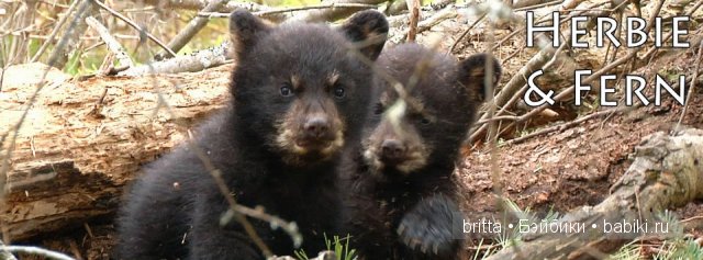 Мишки тедди — Авторские мишки Тедди и друзья: фото (фото 7)