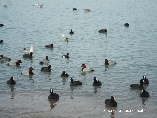 Какая бывает зима? Ева от Антонио Хуан (фото 8)