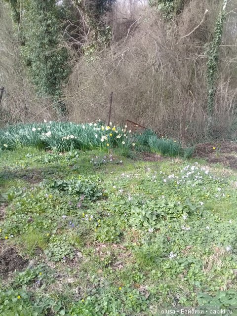 Весенние цветы — Красивая природа и цветы: фото пейзажей