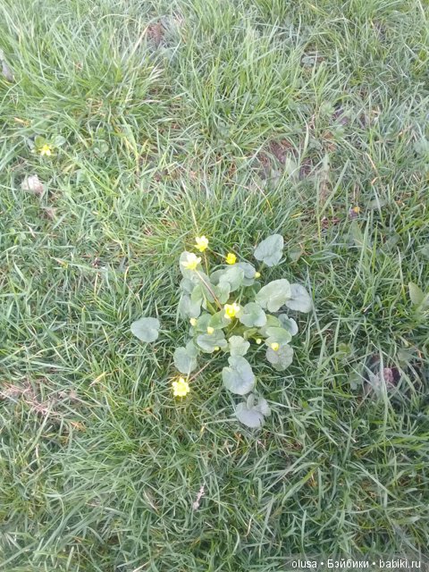 Весенние цветы — Красивая природа и цветы: фото пейзажей