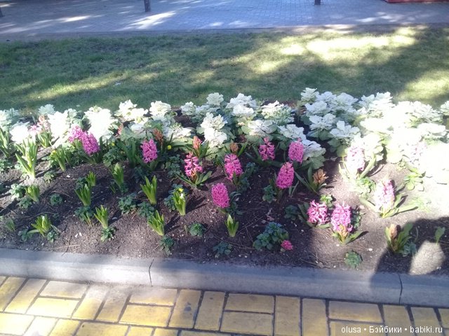 Весенние цветы — Красивая природа и цветы: фото пейзажей (фото 8)