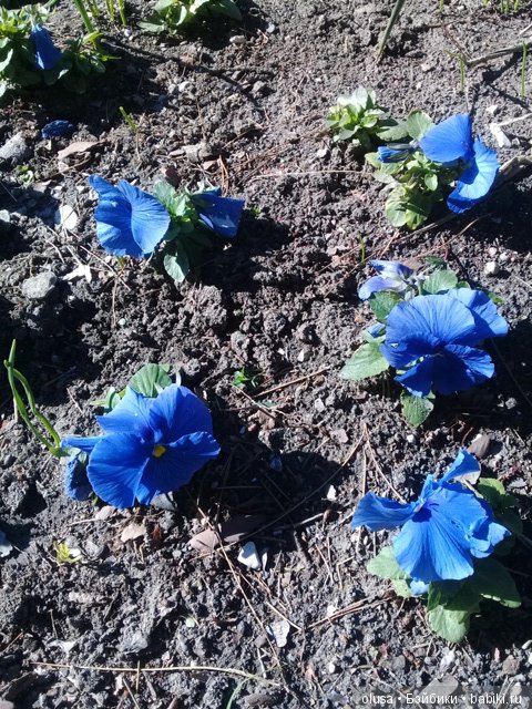 Весенние цветы — Красивая природа и цветы: фото пейзажей (фото 7)