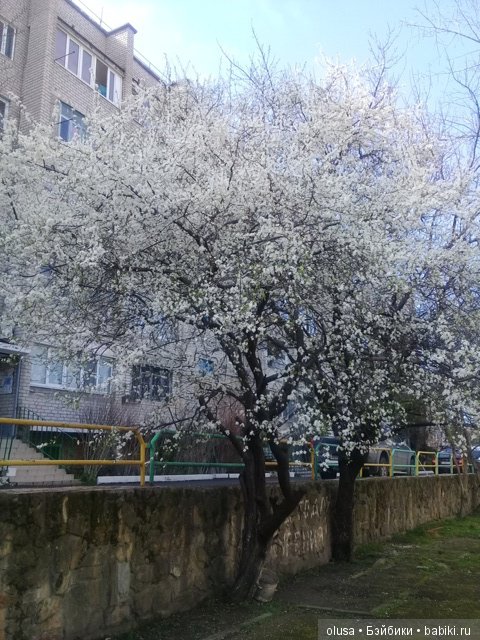 Весенние цветы — Красивая природа и цветы: фото пейзажей