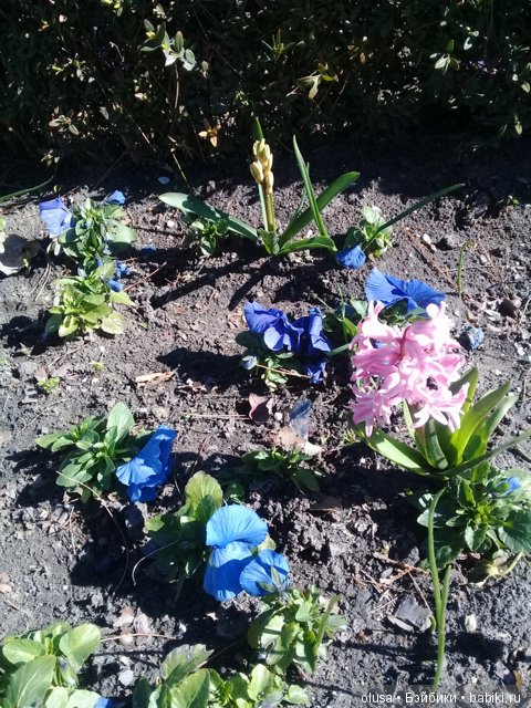 Весенние цветы — Красивая природа и цветы: фото пейзажей (фото 5)