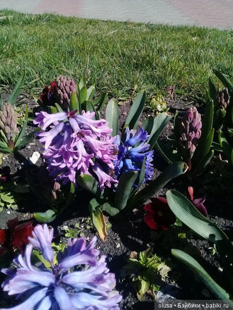 Весенние цветы — Красивая природа и цветы: фото пейзажей