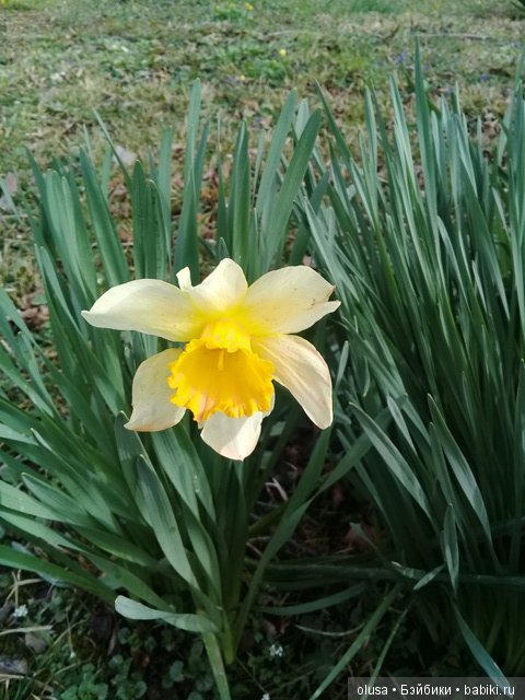 Весенние цветы — Красивая природа и цветы: фото пейзажей