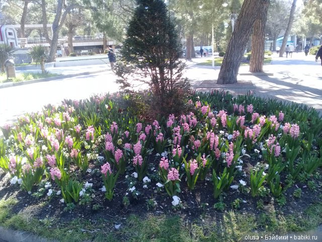 Весенние цветы — Красивая природа и цветы: фото пейзажей