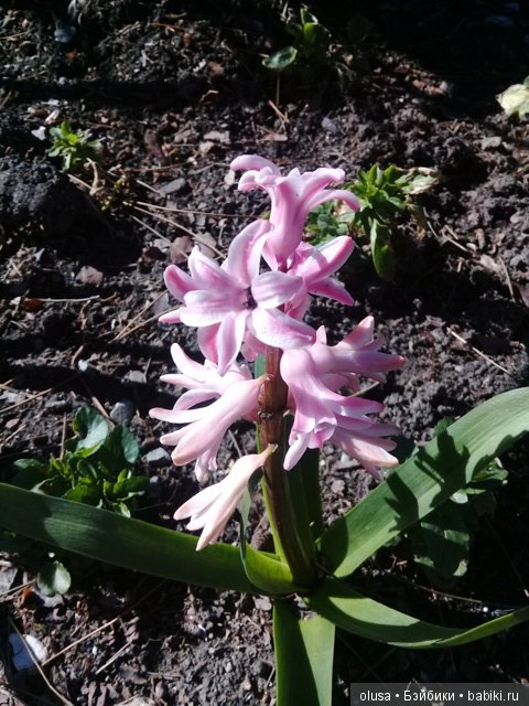 Весенние цветы — Красивая природа и цветы: фото пейзажей (фото 6)