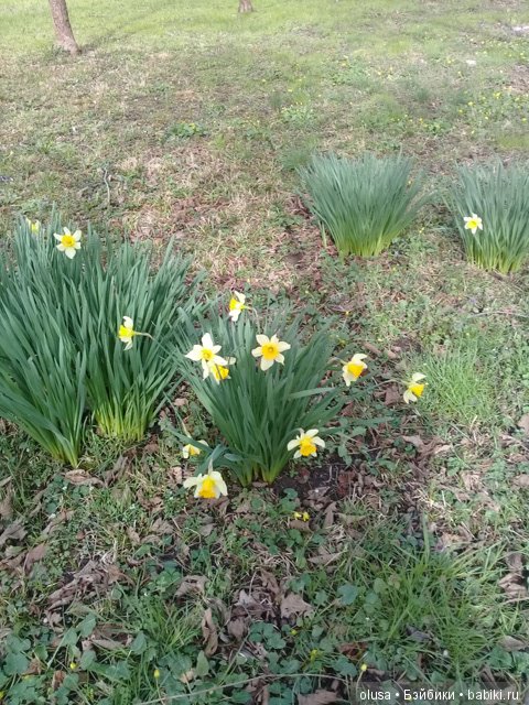 Весенние цветы — Красивая природа и цветы: фото пейзажей