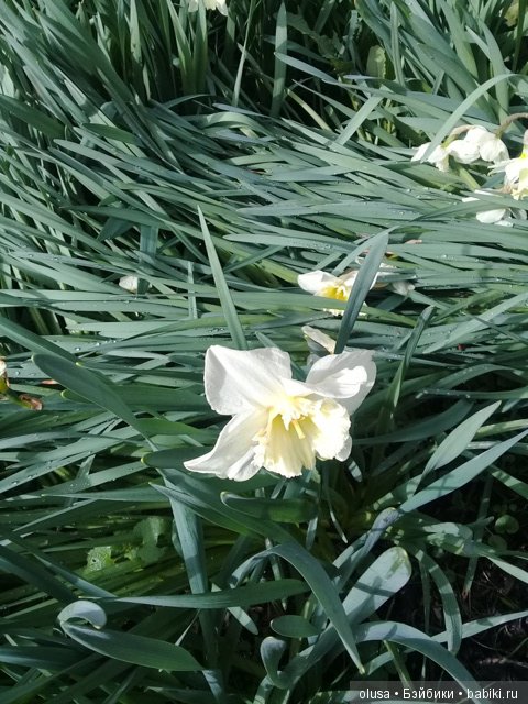 Весенние цветы — Красивая природа и цветы: фото пейзажей