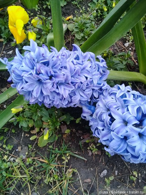 Весенние цветы — Красивая природа и цветы: фото пейзажей