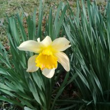 Весенние цветы