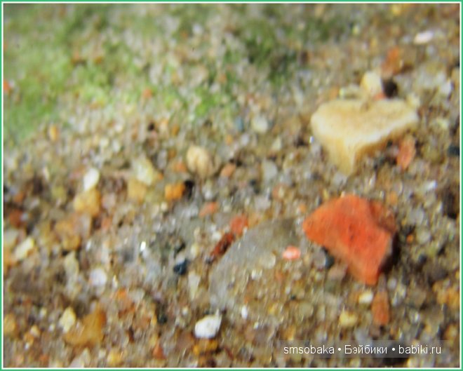 Подводное плавание. (Kidz ‘n’ Cats, Sonja Hartmann)