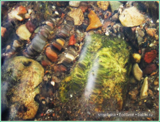 Подводное плавание. (Kidz ‘n’ Cats, Sonja Hartmann)