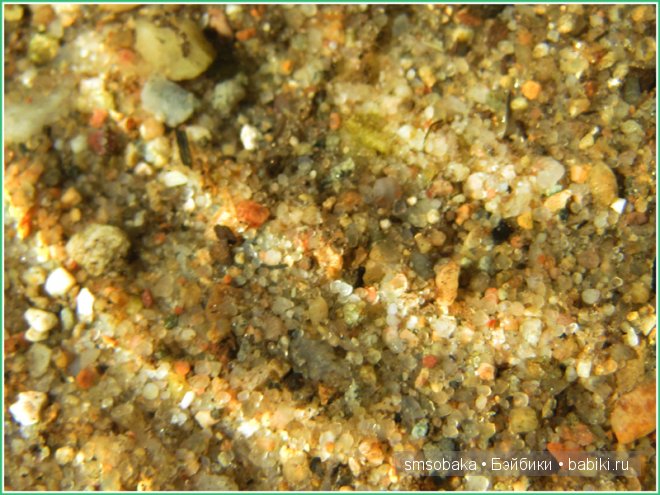 Подводное плавание. (Kidz ‘n’ Cats, Sonja Hartmann)